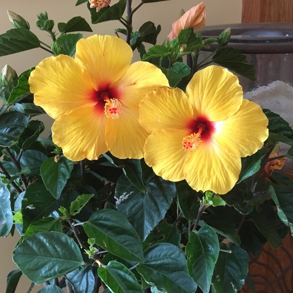 Meet your Posher, Regina